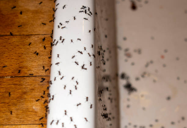 Best Cockroach Control Services  in Lake Of The Woods, AZ